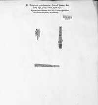 Lophodermium arundinaceum image